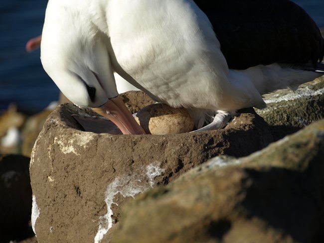 ../../Pictures/241209/087 blackbrowded Albatross.JPG
